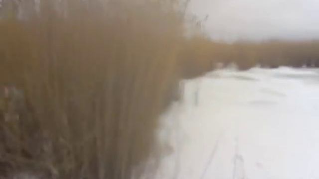 охота на лису в камыше с гончими таксой и фокстерьером