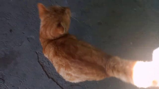 VLOG: Родимое пятно. Белая прядь волос. 12.05.22