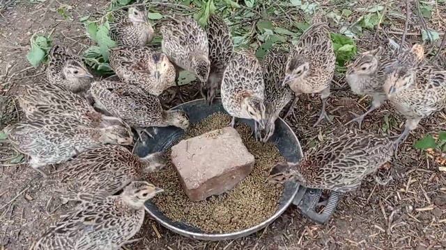 Каннибализм у ФАЗАНОВ , что делать? смотреть онлайн