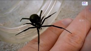 Зафиксирован случай укуса пауком Черная вдова