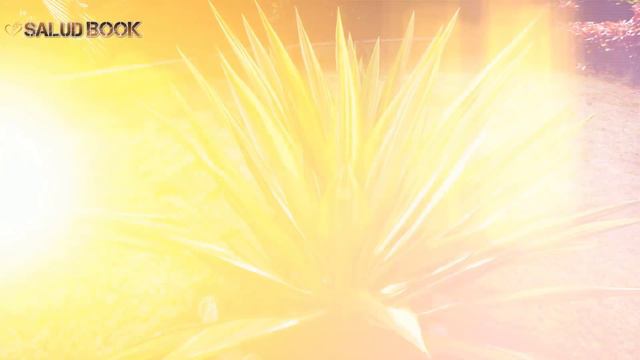 Agave Propiedades y Usos Tradicionales смотреть онлайн