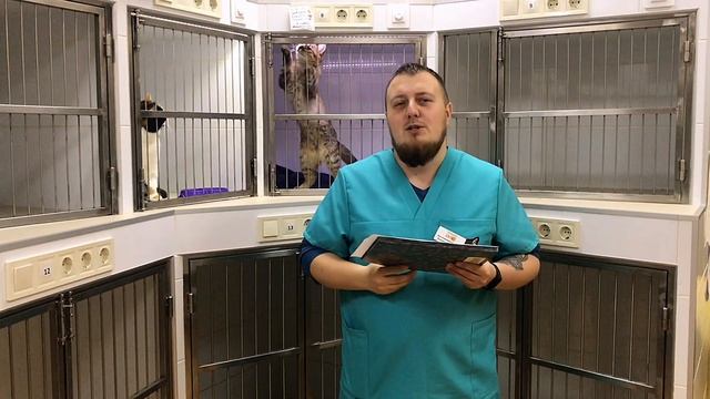 Стационар для животных. Рассказывает CentrVet смотреть онлайн