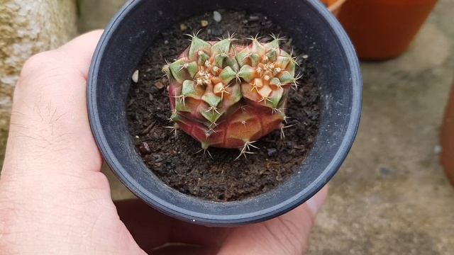 Gymnocalycium Sepia B Rare Conjoined Heads Cactus - Glass Garden смотреть онлайн