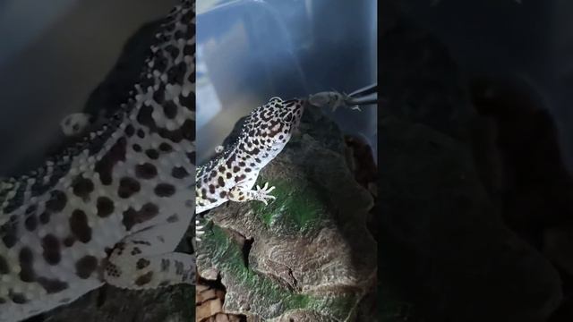 Эублефар Альфа морфы Mack Snow перелиняла и вышла на ночной дожор смотреть онлайн