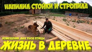 Фундамент готов. Напилил стойки и стропила [Жизнь в деревне]