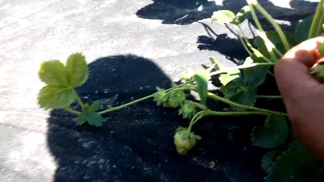 Сорт клубники Дарселект. смотреть онлайн