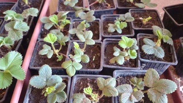 Получила рассаду земляники с ЗКС. Что делаю дальше.