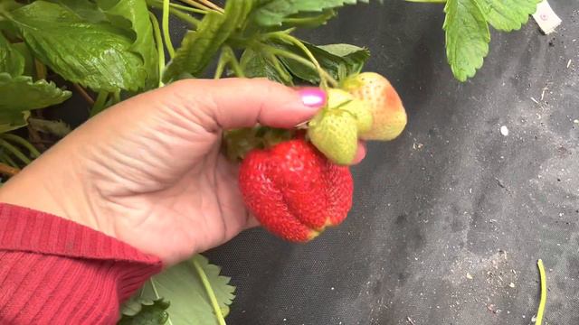 Надя (Nadja BL29)🍓🍓🍓. Удивила своим размером‼️‼️‼️ смотреть онлайн