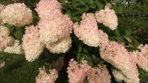 5 САМЫХ КРАСИВЫХ МЕТЕЛЬЧАТЫХ ГОРТЕНЗИЙ