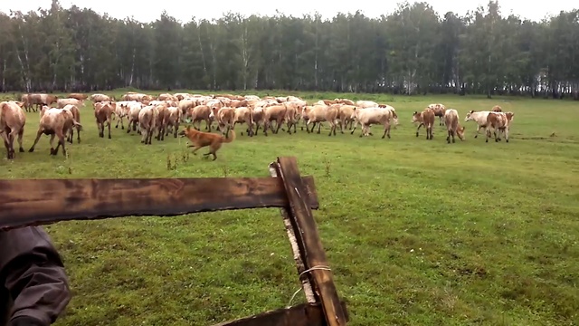 Продажа КРС симментальской породы! 89656176005 смотреть онлайн