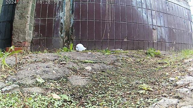 Лампочка под каменным прессом смотреть онлайн