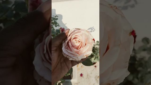 Sweet avalanche rose #rose #avalance #dutchrose #roselover #shorts #short #gardening #subscribe смотреть онлайн