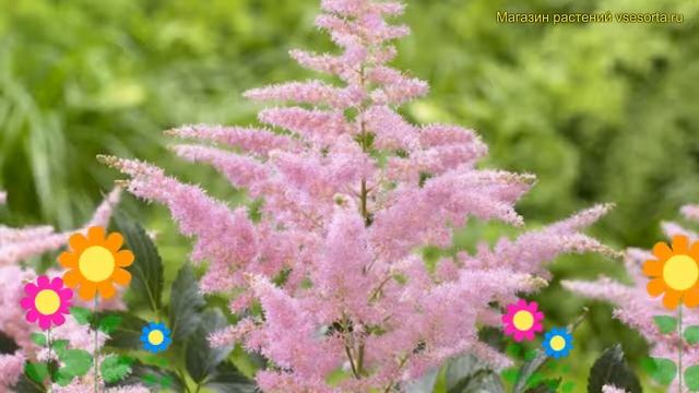 Астильба японская Кантри энд Вестерн. Краткий обзор, описание astilbe japonica Country and Western смотреть онлайн