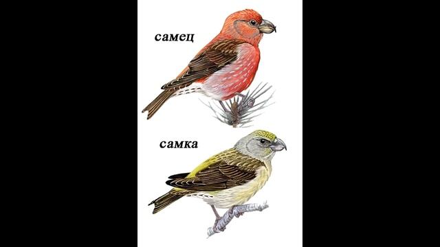 Зерноядные - определение птиц по голосам смотреть онлайн