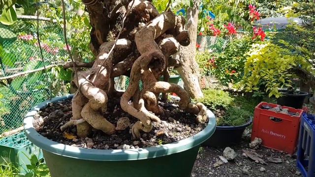 pano!!! ang mabilis na pagbulaklak ng bougainvillea bonsai. смотреть онлайн