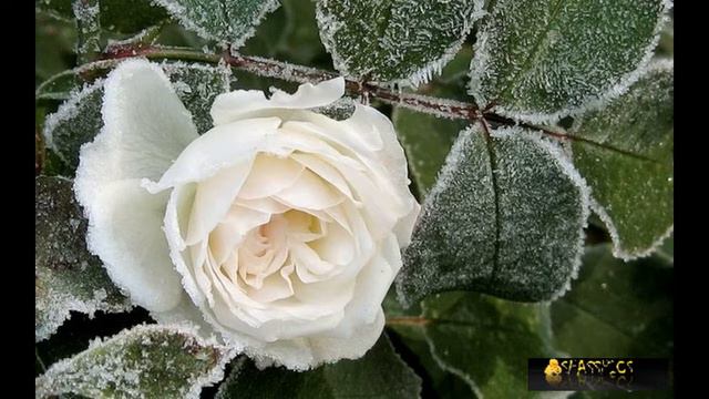 Beautiful winter / Красивая зима