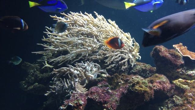 Aquarium 4K For Relaxation | Oddly Satisfying Video | 1 Hour Screensaver | Coral Reefs | DeepOcean?