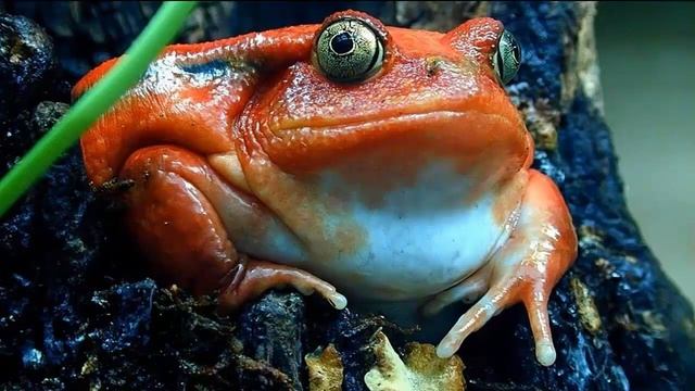 ТОМАТНЫЙ УЗКОРОТ - Лягушка-помидор (tomato frog) смотреть онлайн