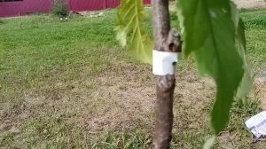 Выбор сорта черешни для посадки в Подмосковья