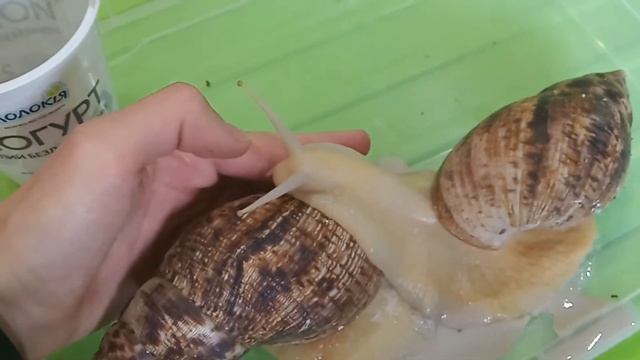 КУПАЮ УЛИТОК В ГОЛУБОЙ ГЛИНЕ ! ПОЛЬЗА ИЛИ ВРЕД ? смотреть онлайн