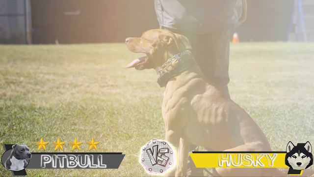 Pitbull Vs Husky ( Sibirya Kurdu ) Köpekleri #pitbull #sibiryakurdu #köpek смотреть онлайн