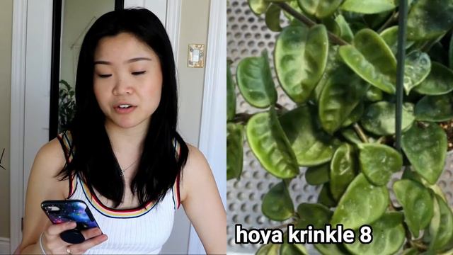 Wishlist Plants of 2020 | Philodendron, Monstera and Hoya ! смотреть онлайн