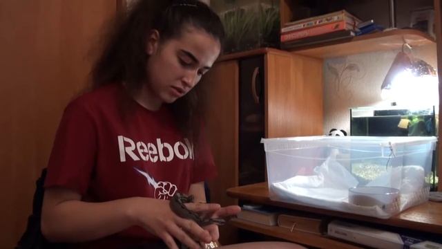 МОЯ ПЕРВАЯ ЗМЕЯ / ИМПЕРАТОРСКИЙ УДАВ / КОРМИМ УДАВА смотреть онлайн