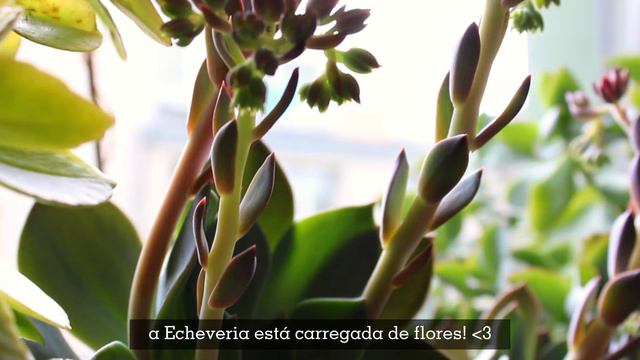 Tour das minhas plantas - parte 2 смотреть онлайн