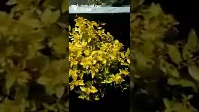 Обзор сортов Спиреи японской смотреть онлайн