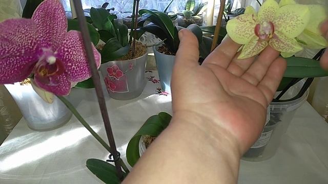 Опыление Орхидей в домашних условиях смотреть онлайн