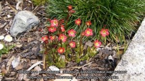 Камнеломка Арендса — уход и выращивание дома