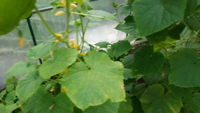 Чем подвязать огурцы и помидоры, не выбрасывай картридж от фильтра смотреть онлайн