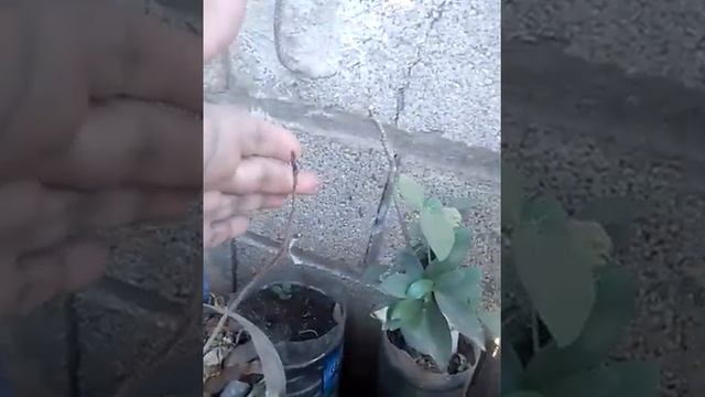 Pistachero , arbol de pistaches, Pistacia Vera, P. Mexicana, P. Atlantica en reposo invernal. смотреть онлайн