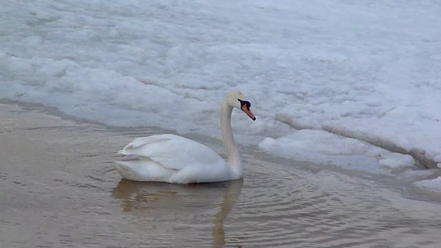 Лебедь на снегу смотреть онлайн