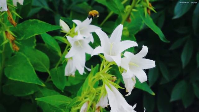 Самая красивая лирическая музыка для души! Эту музыку можно слушать вечно! Музыка Сергея Грищука #6 смотреть онлайн