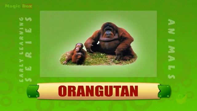 Orangutan - Animals - Pre School - Animated Educational Videos For Kids смотреть онлайн