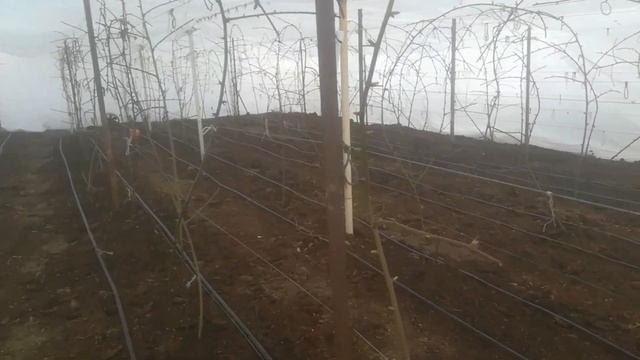 Ежевика Лох Тей в теплице смотреть онлайн