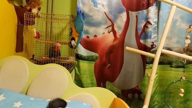 Попугай ара сделал подарок ребенку на НГ ?? смотреть онлайн