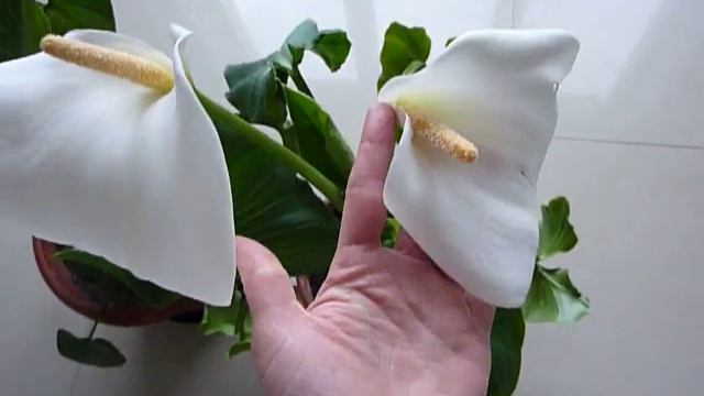 Каллы - как заставить постоянно цвести, мой проверенный способ. смотреть онлайн