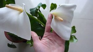 Каллы - как заставить постоянно цвести, мой проверенный способ.