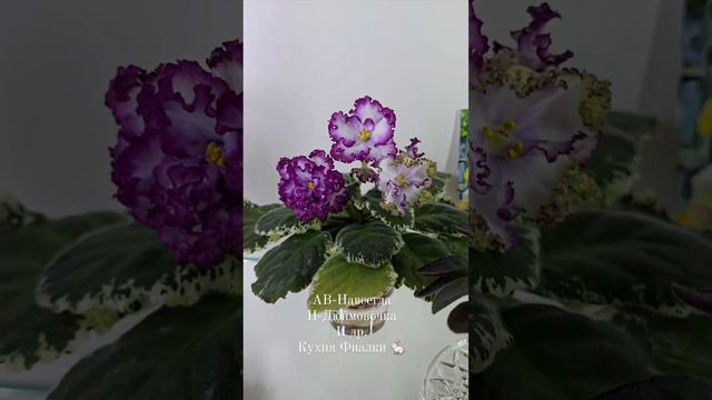 Начало осени🍂🍂🍂 в студии "Кухня Фиалки "🐇. Прекрасные сорта и великолепная атмосфера чуда✨️✨️✨️! смотреть онлайн