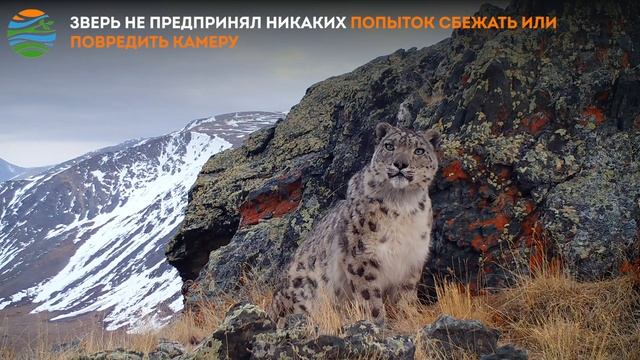 Самый красивый ирбис попал на видео в алтайском нацпарке смотреть онлайн