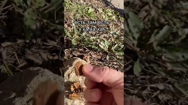 Так питались наши предки в каменном веке, когда не удавалось убить мамонта! смотреть онлайн