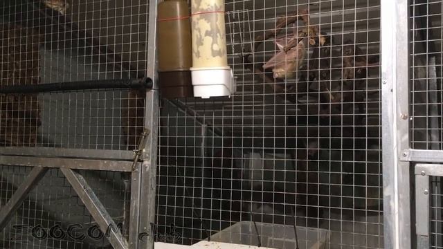 Как мама-крыланиха летает с ребёнком на себе? смотреть онлайн