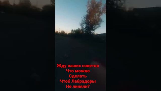 Лабрадоры линяют.ЧТО ДЕЛАТЬ? смотреть онлайн