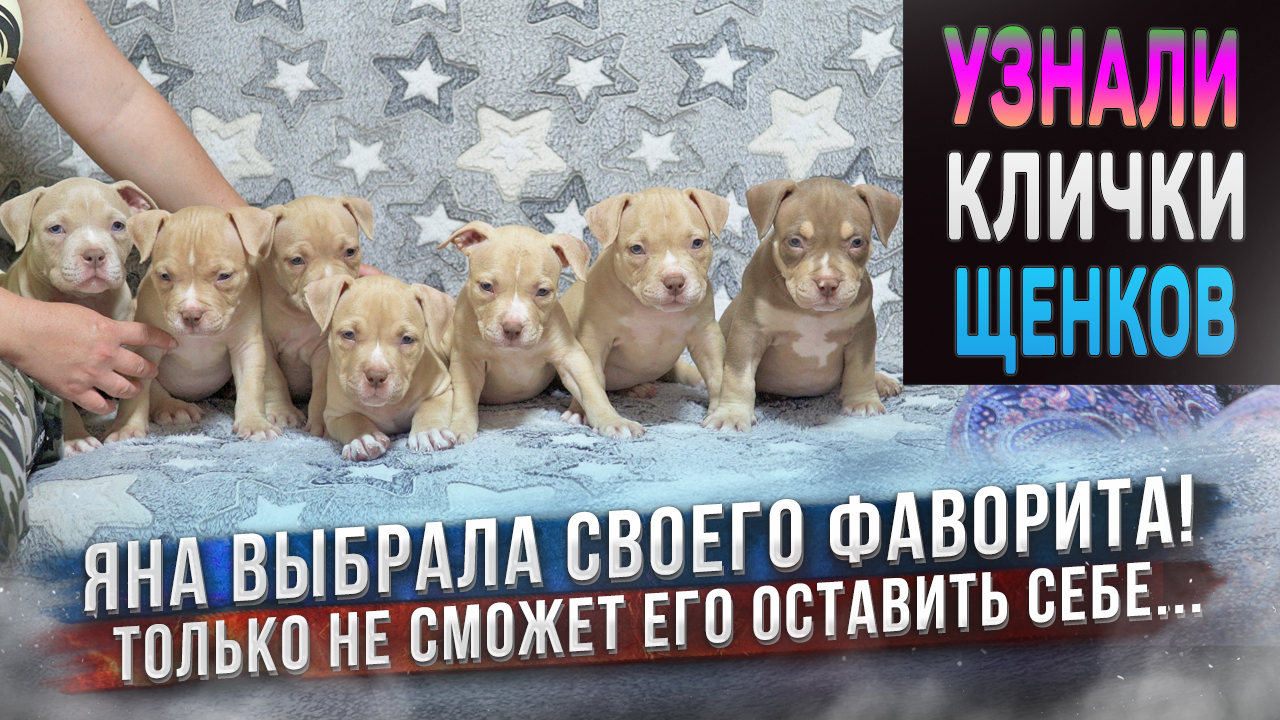 Яна в восторге от одного из щенков! Не продавать его и оставить себе? Владельцы дали клички щенкам! смотреть онлайн