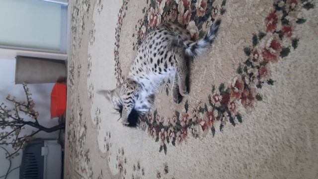 Сервал Дон смотреть онлайн