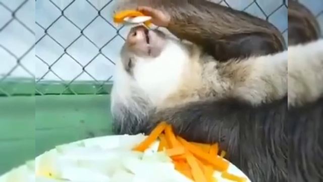 Приколы смотреть онлайн