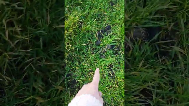 а как вы часто гуляете? я не очень таки часто а то дел полно и родители не отпускают смотреть онлайн
