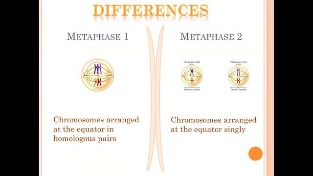 Meiosis stage 1 vs stage 2 смотреть онлайн